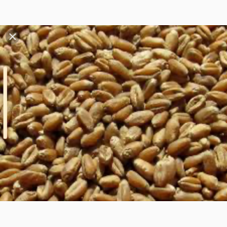 Пшеница, зерно продаем франко-вагон FCA