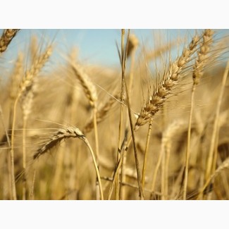 Семена озимой пшеницы Таня, Тимирязека-150