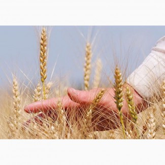 Элита зерновых (пшеница, ячмень и др0