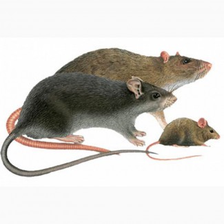 Бактокумарин - эффективное средство от мышей и крыс