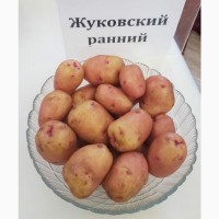 Картофель продовольственный оптом Жуковский