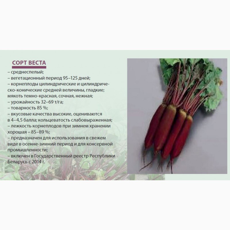 Фото 3. Семена свеклы столовой белорусской селекции