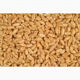 Пшеница, 3 класс, 3000 т