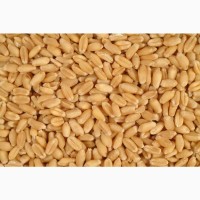 Пшеница, 3 класс, 3000 т