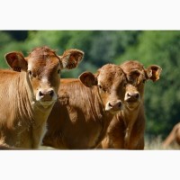 Продаю бычков Калмыцкой породы на доращивание
