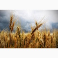 Семена озимой пшеницы скороспелый сорт Еланчик