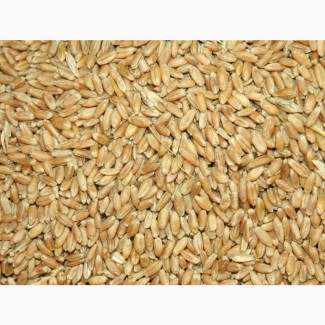 Пшеница 3 класс, мягкая яровая, 250 тонн