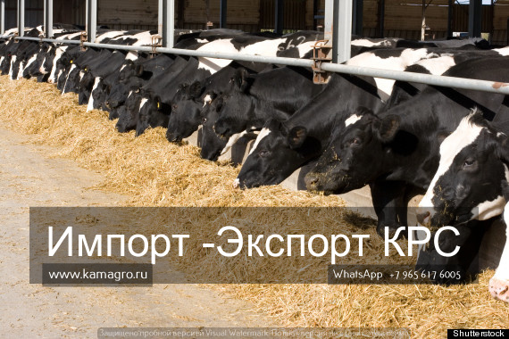 Фото 3. Продажа коров дойных, нетелей молочных пород в Турции