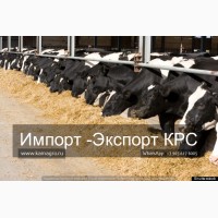 Продажа коров дойных, нетелей молочных пород в Турции