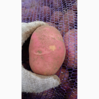 Картофель оптом от фермера в Смоленской области