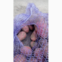 Картофель оптом от фермера в Смоленской области