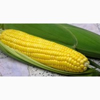 Семена кукурузы к посевной 2021
