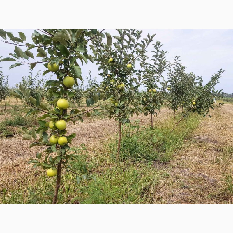 Фото 6. Саженцы яблони оптом из питомника «Горизонт»