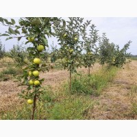 Саженцы яблони оптом из питомника «Горизонт»