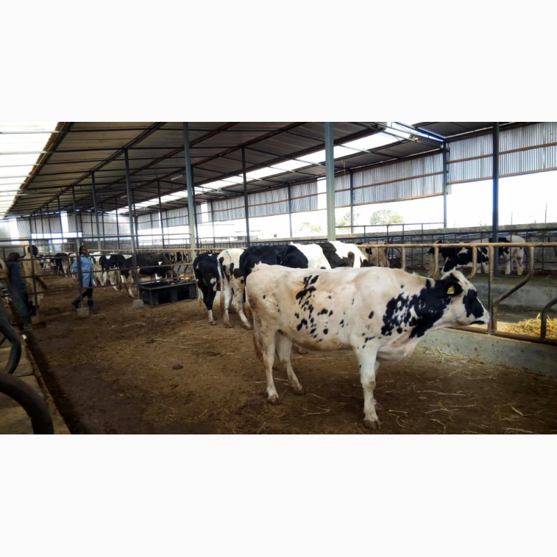 Фото 3. Продажа коров дойных, нетелей молочных пород в Иране