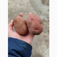 Картофель оптом, Розара 5+, от производителя 27р/кг