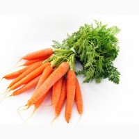 Морковь нового урожая 2020