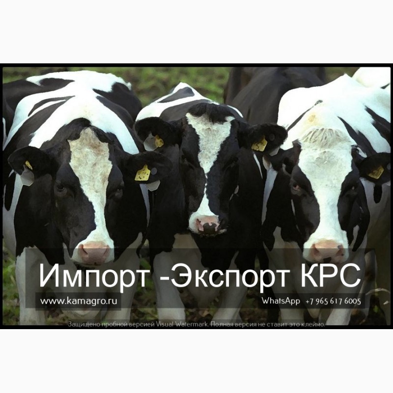 Фото 2. Продажа коров дойных, нетелей молочных пород в Абхазии