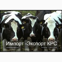 Продажа коров дойных, нетелей молочных пород в Абхазии