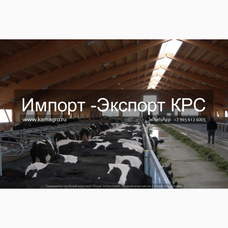 Фото 3. Продажа коров дойных, нетелей молочных пород в Абхазии