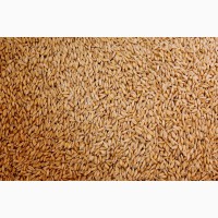 Пшеница - протеин 10