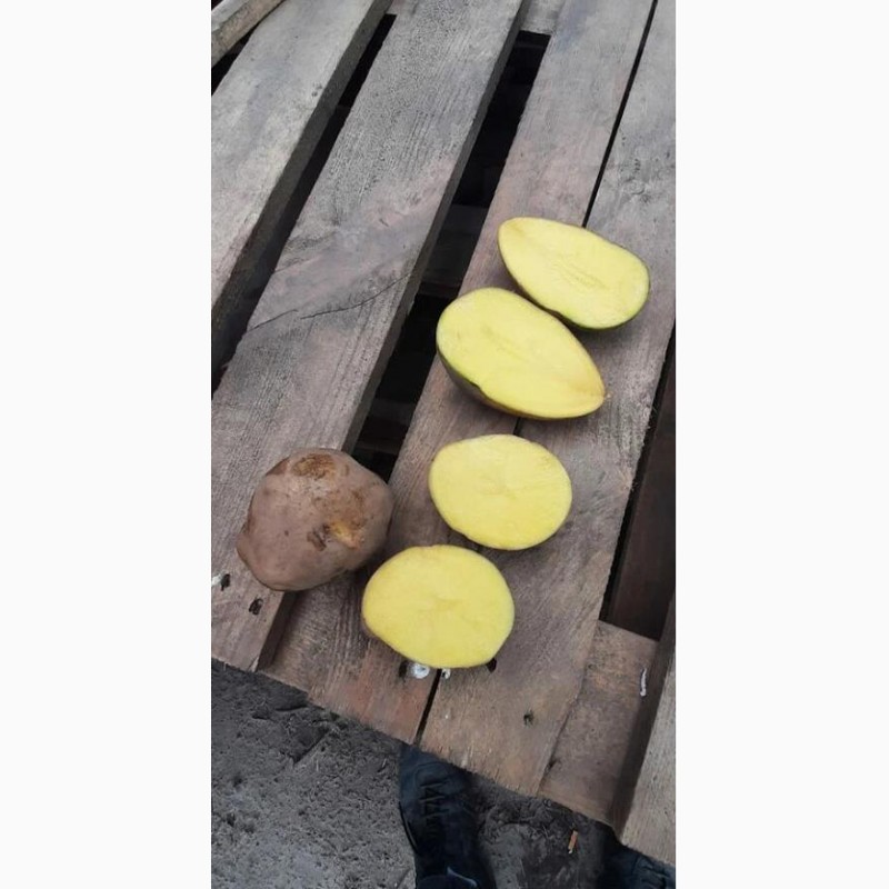 Фото 4. Картофель оптом, Гала 45+, от производителя 27р./кг