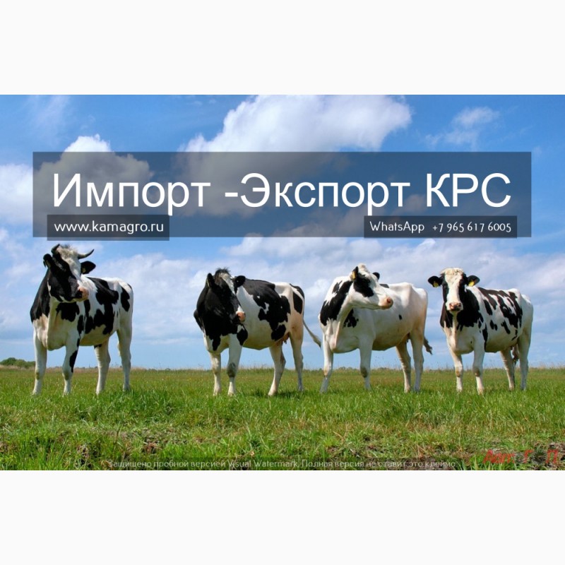 Фото 2. Продажа коров дойных, нетелей молочных пород в Украине