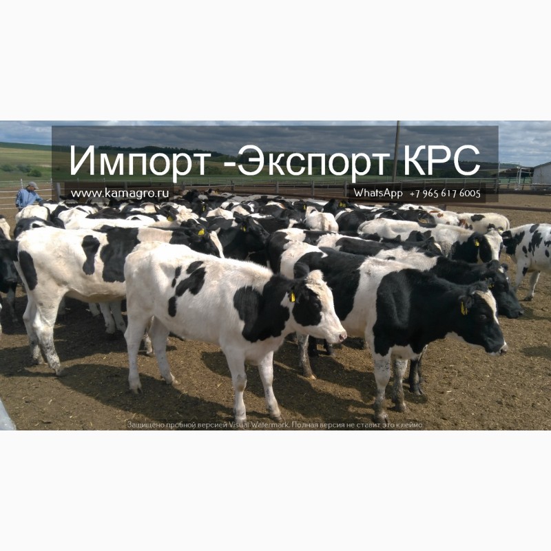 Фото 4. Продажа коров дойных, нетелей молочных пород в Украине