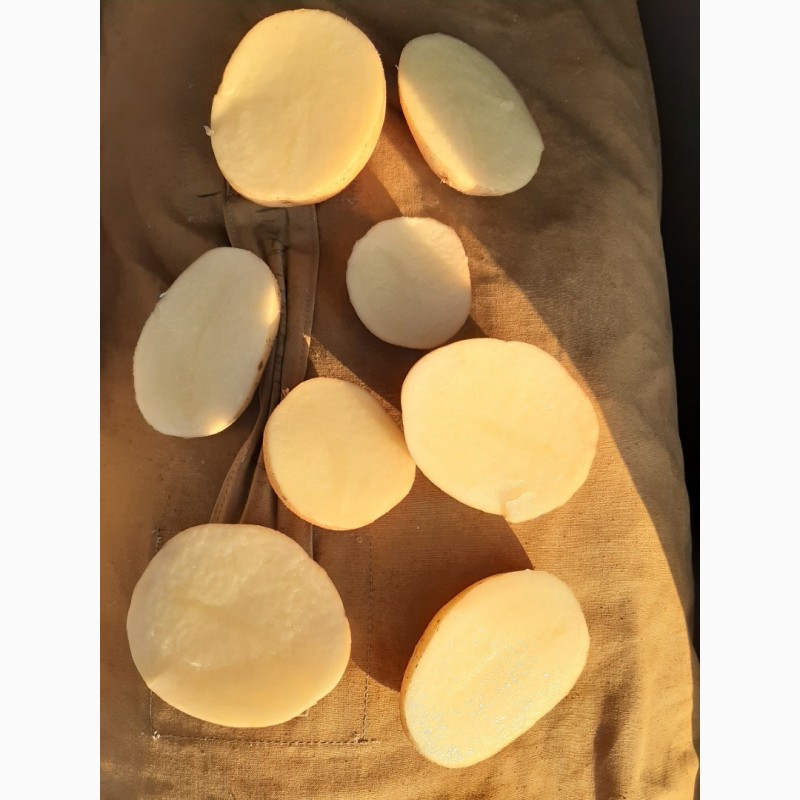 Фото 4. Картофель оптом продовольственный 4, 5 + и 5
