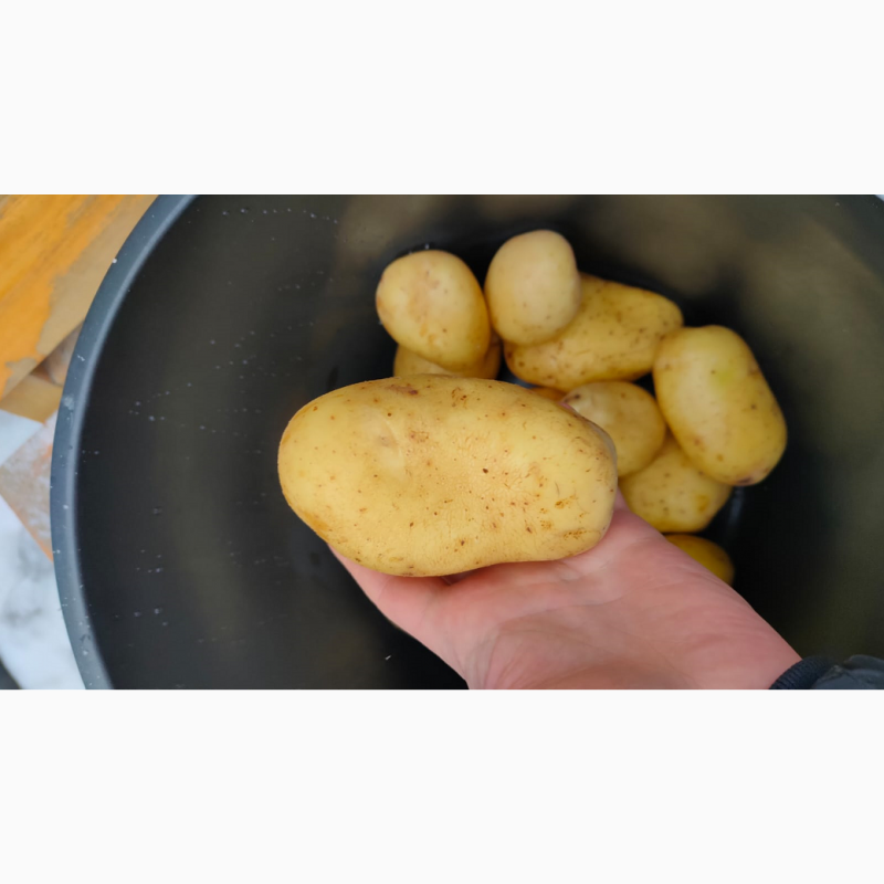 Фото 2. Картофель оптом, Фиделия 6+, от производителя 29, 5р./кг