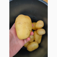Картофель оптом, Фиделия 6+, от производителя 29, 5р./кг