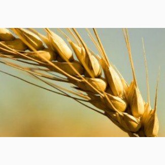 Семена озимой пшеницы Юка, Юбилейная 100