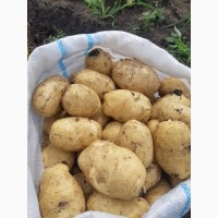 Картофель оптом 6+ с поля, сорт Гала 16 руб/кг