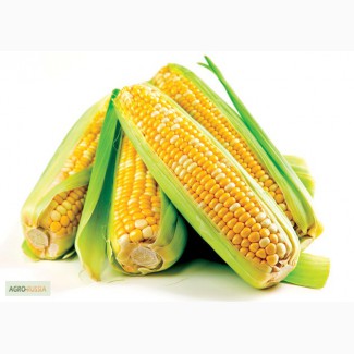 Гибриды семена кукурузы (Пионер, Pioneer)