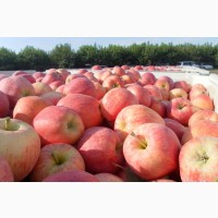 Яблоки оптом Гала, Голден, Семеренко от 41р./кг