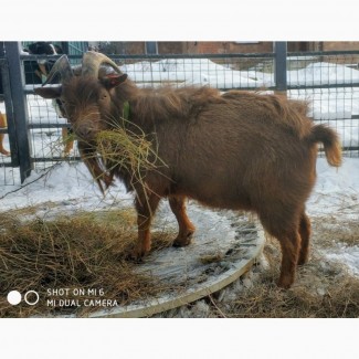 Продам камерунского карликового козла