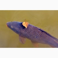 Комбикорм для пресноводных рыб Биоритм