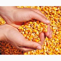 Экспорт пшеницы, ячменя, кукурузы (фураж) FOB, CIF