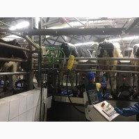 Система подготовки коровы к доению Puli-sistem