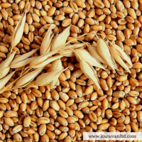 Фуражное зерна (пшеница, ячмень, рож)