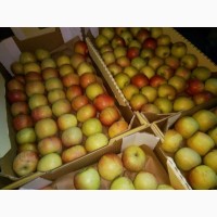 Яблоки Фуджи, сорт 2, калибр 65-70 от 10 тонн в картонном лотке 60х40, вес 13-15кг мытые