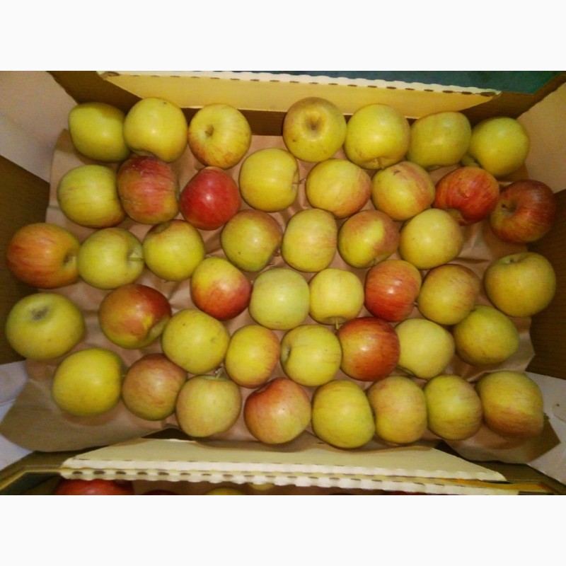 Фото 2. Яблоки Фуджи, сорт 2, калибр 65-70 от 10 тонн в картонном лотке 60х40, вес 13-15кг мытые