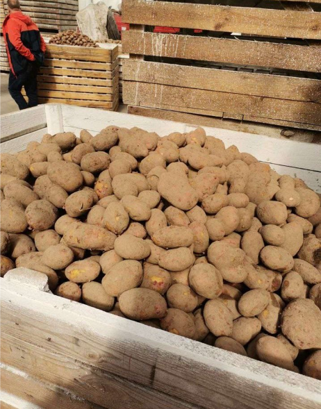 Продам продовольственный картофель