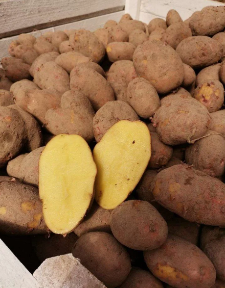 Фото 3. Продам продовольственный картофель
