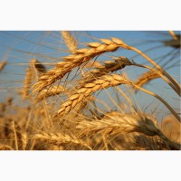 Семена пшеницы озимой урожая 2019 года