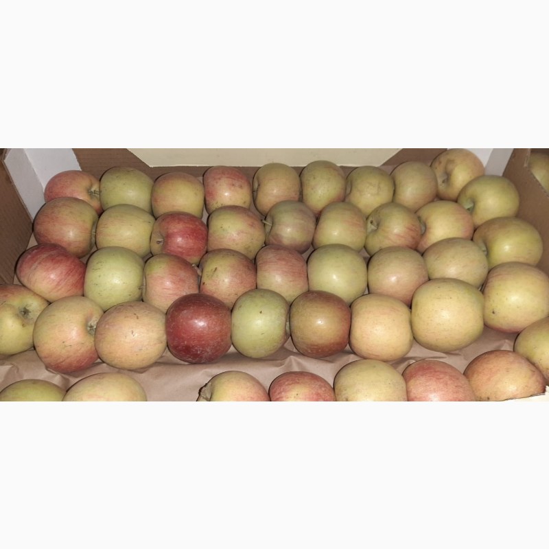 Фото 2. Яблоки Фуджи, сорт 2, калибр 55-65 от 10 тонн в картонном лотке 60х40, вес 13-15кг мытые