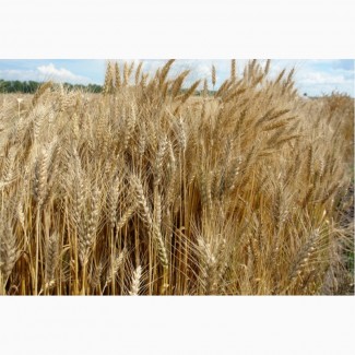 Продаем семена пшеницы озимой