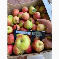Яблоки сорт Санрайс (урожай 2021)
