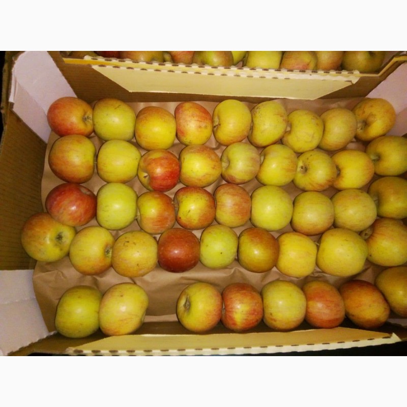 Фото 4. Яблоки Фуджи, сорт 1, калибр 65-70 от 10 тонн в картонном лотке 60х40, вес 13-15кг мытые