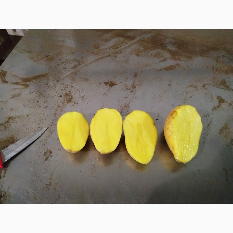 Фото 3. Картофель семенной оптом от фермера